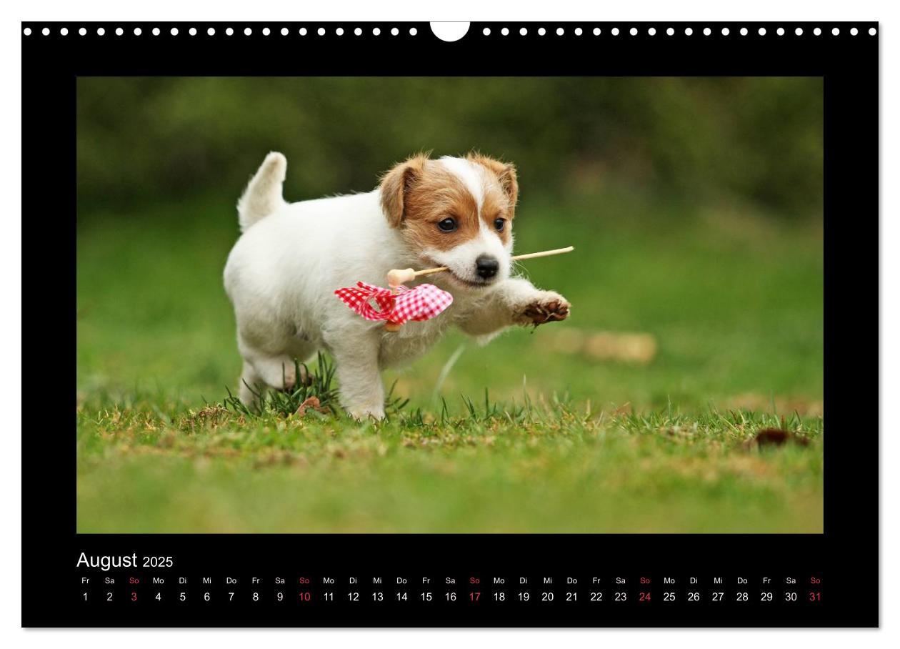 Bild: 9783435641055 | Allerlei Hundekinder (Wandkalender 2025 DIN A3 quer), CALVENDO...