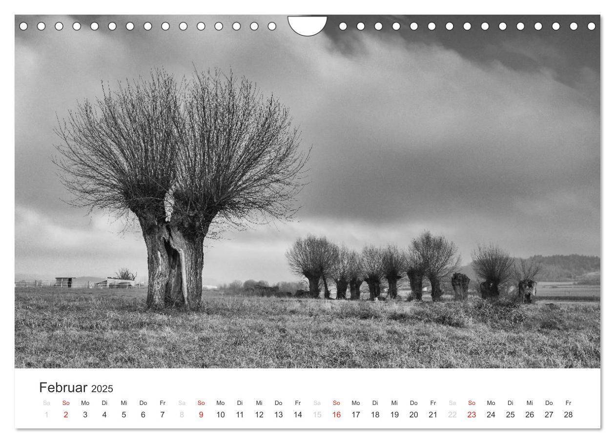 Bild: 9783435660803 | Bäume - Naturschönheiten in schwarz-weiß (Wandkalender 2025 DIN A4...