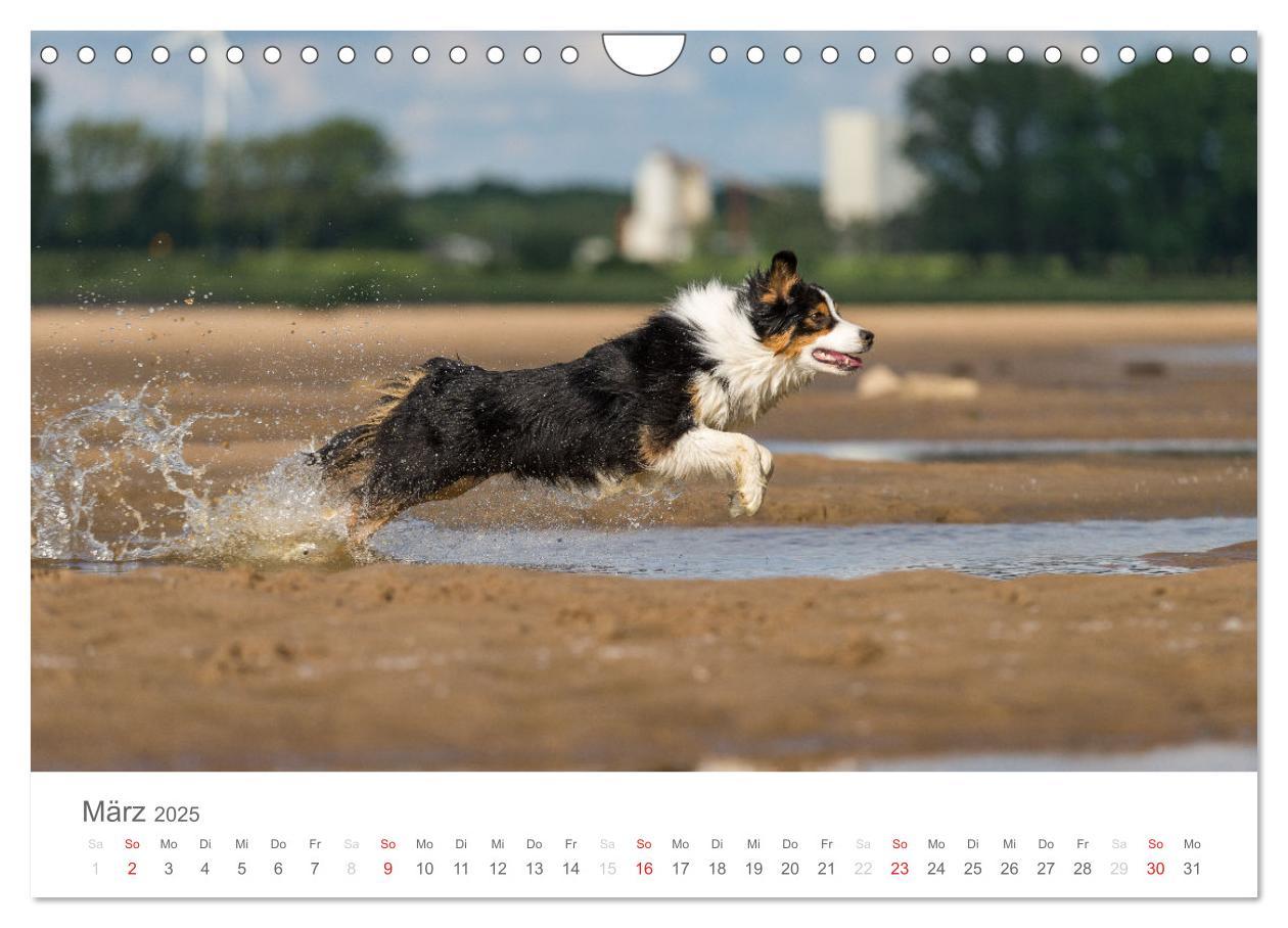 Bild: 9783435673032 | Australian Shepherd 2025 (Wandkalender 2025 DIN A4 quer), CALVENDO...