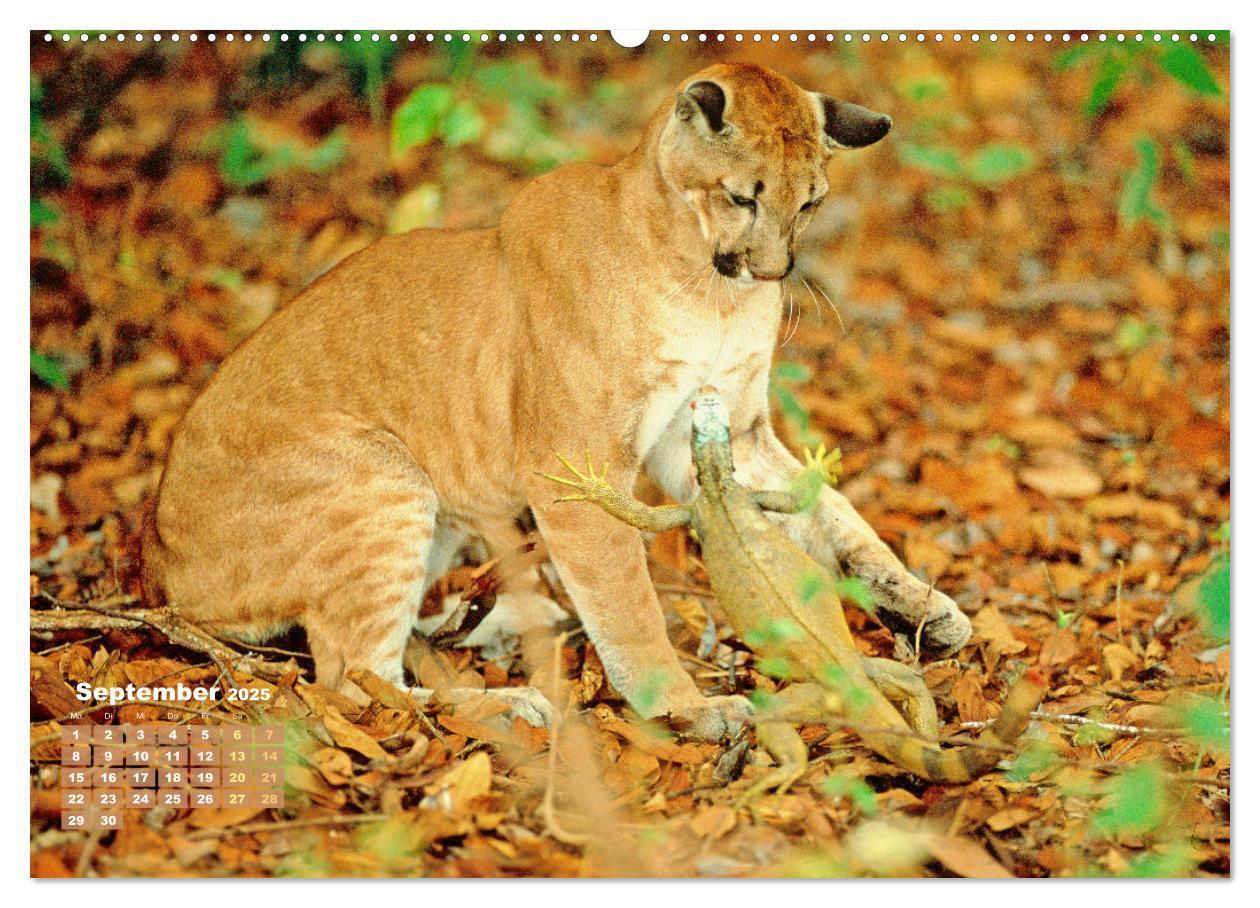 Bild: 9783383778278 | Puma: Auf leisen Pfoten (hochwertiger Premium Wandkalender 2025 DIN...