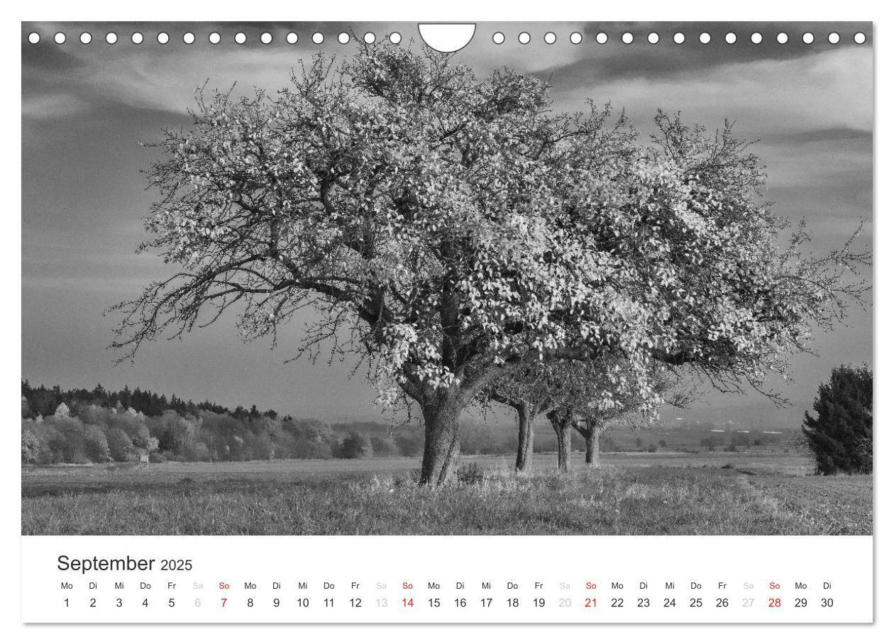 Bild: 9783435660803 | Bäume - Naturschönheiten in schwarz-weiß (Wandkalender 2025 DIN A4...