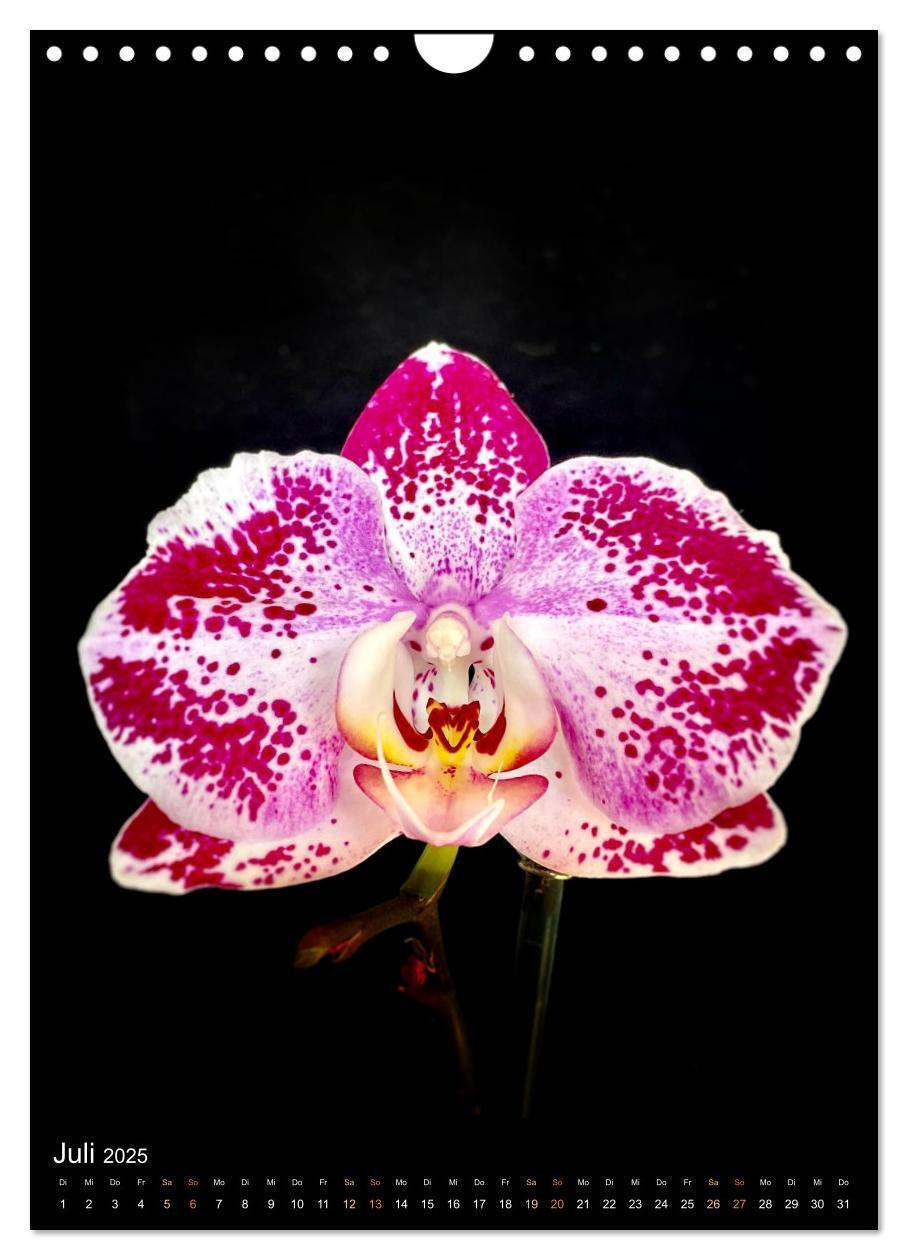 Bild: 9783435881765 | Orchideen - Exoten im Wohnzimmer (Wandkalender 2025 DIN A4 hoch),...