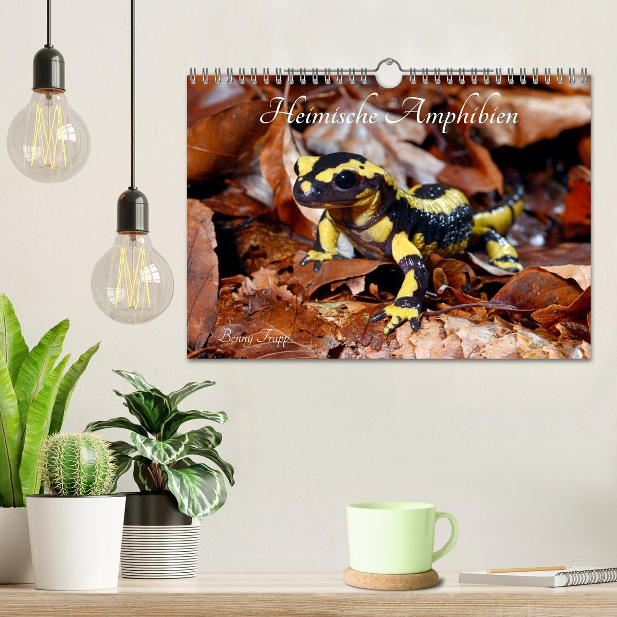 Bild: 9783435179930 | Heimische Amphibien (Wandkalender 2025 DIN A4 quer), CALVENDO...