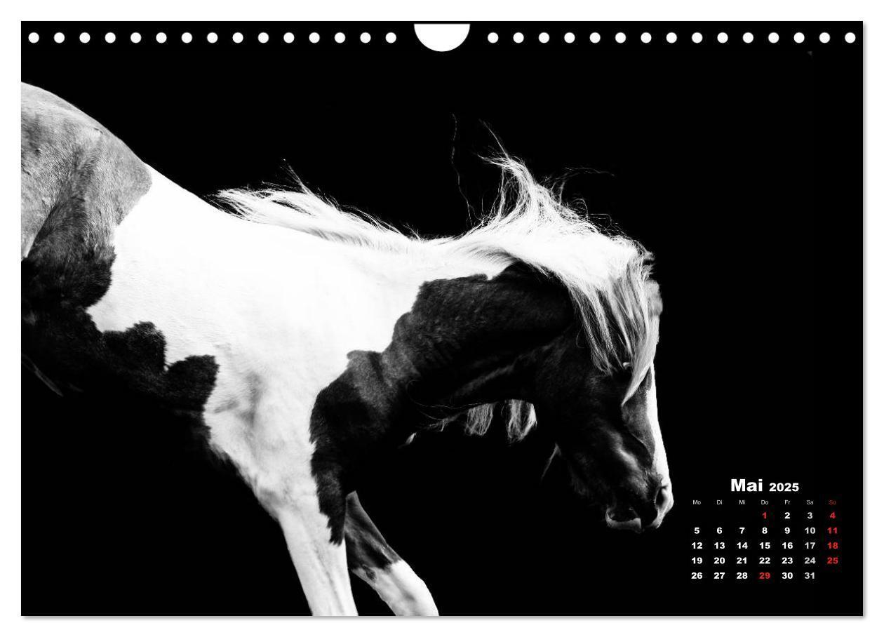 Bild: 9783435630905 | Pferde zwischen Licht und Schatten (Wandkalender 2025 DIN A4 quer),...