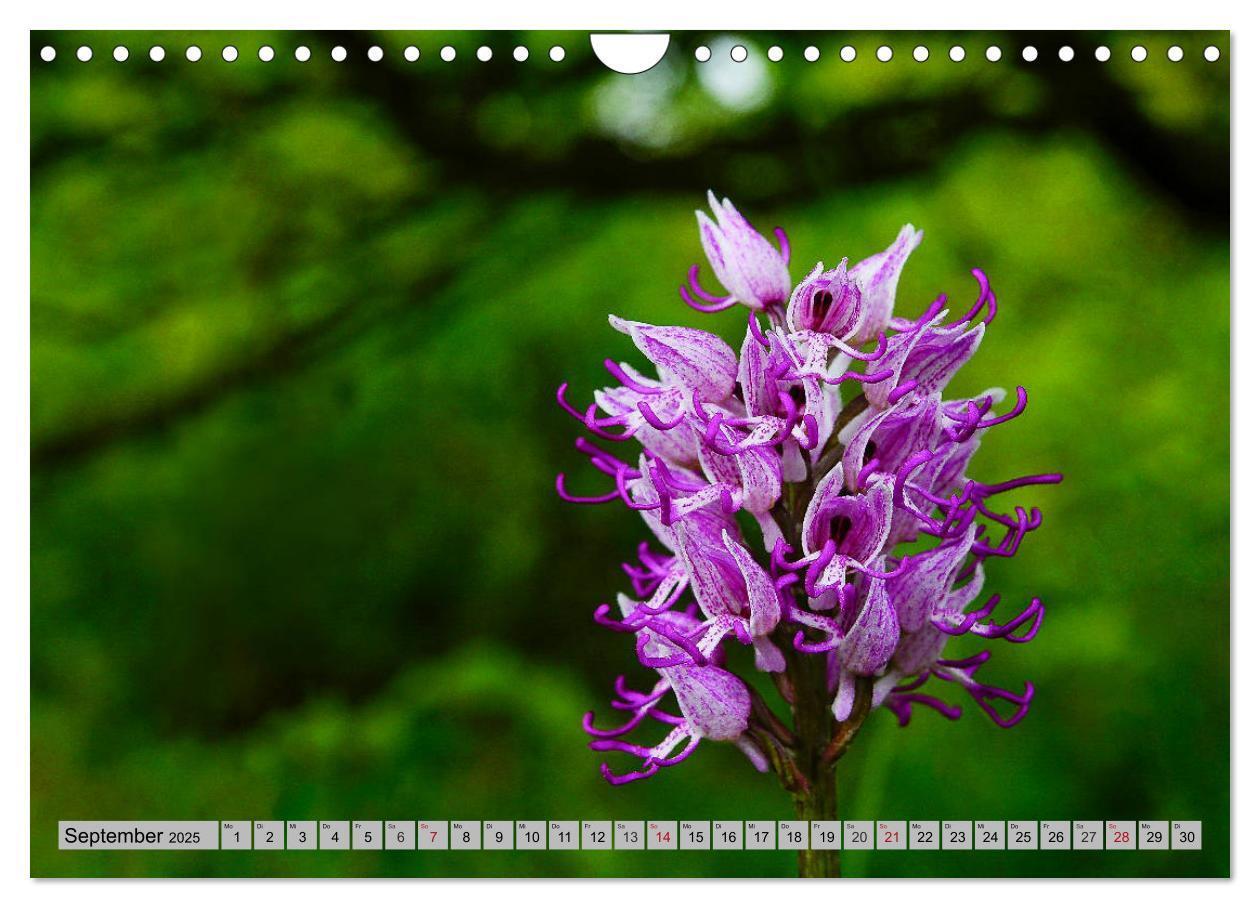 Bild: 9783435537204 | Orchideenwiese 2025 (Wandkalender 2025 DIN A4 quer), CALVENDO...