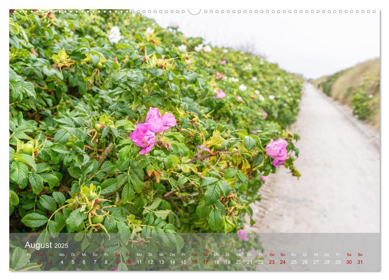 Bild: 9783383868481 | Inseelfeeling - Hiddensee (Wandkalender 2025 DIN A2 quer), CALVENDO...