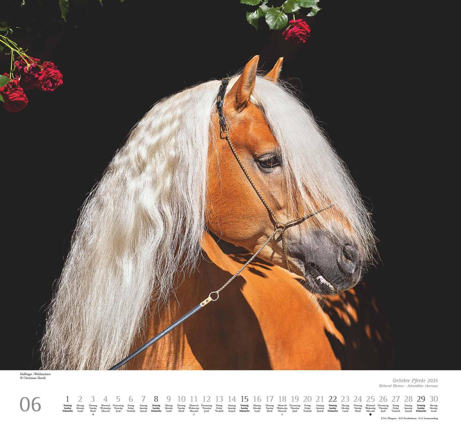 Bild: 4250809653891 | Geliebte Pferde 2025 - DUMONT-Wandkalender - Pferdefotografie von...