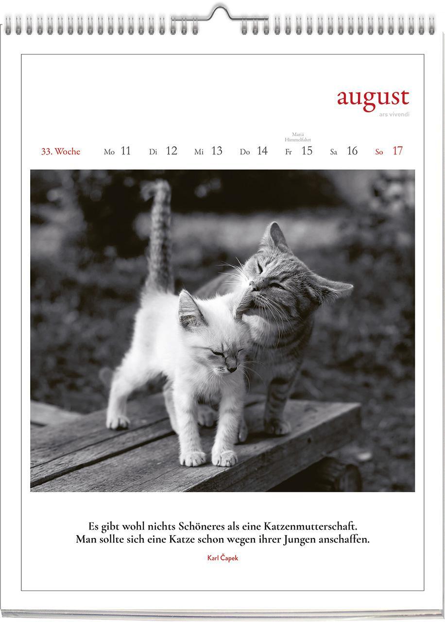 Bild: 9783747205655 | Katzen - Literarisch durchs Jahr 2025 | Wochenkalender | Vivendi Ars