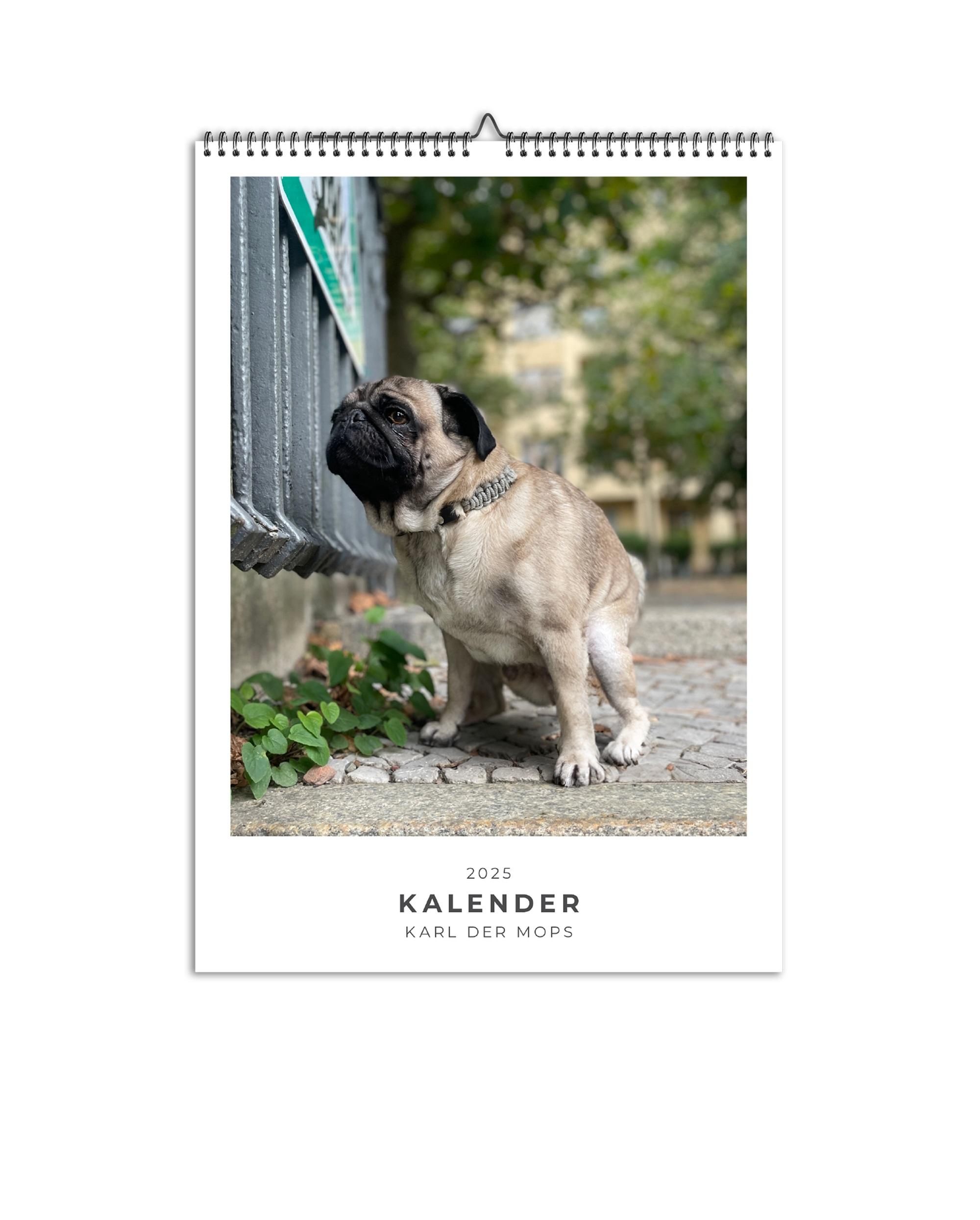 Cover: 9783690280099 | Karl der Mops | A3 Wandkalender 2025 | FelixCreative GmbH | Kalender