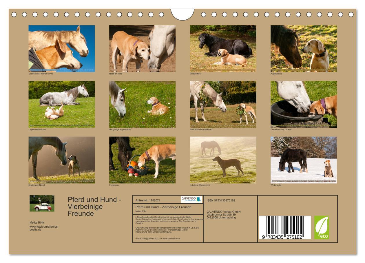 Bild: 9783435275182 | Pferd und Hund - Vierbeinige Freunde (Wandkalender 2025 DIN A4...