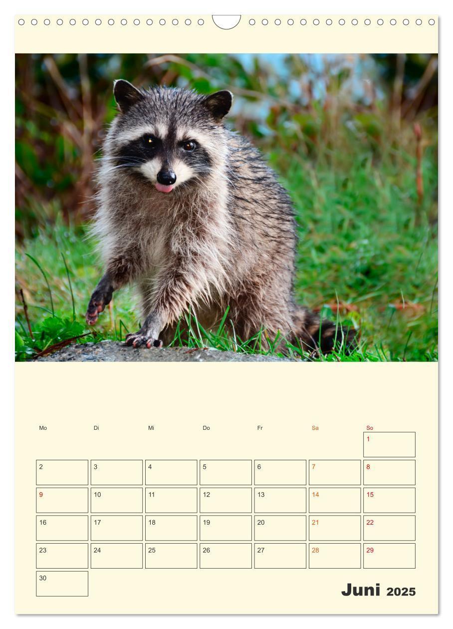 Bild: 9783435903504 | Drolliger Waschbär (Wandkalender 2025 DIN A3 hoch), CALVENDO...