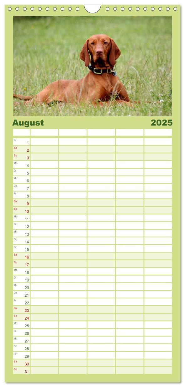 Bild: 9783457119815 | Familienplaner 2025 - Magyar Vizsla mit 5 Spalten (Wandkalender, 21...