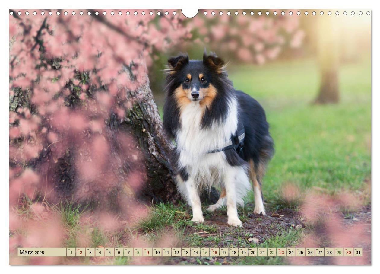 Bild: 9783435423415 | SHELTIES Liebe auf 4 Pfoten (Wandkalender 2025 DIN A3 quer),...