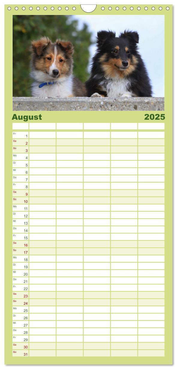 Bild: 9783457118955 | Familienplaner 2025 - Shelties 2025 mit 5 Spalten (Wandkalender, 21...