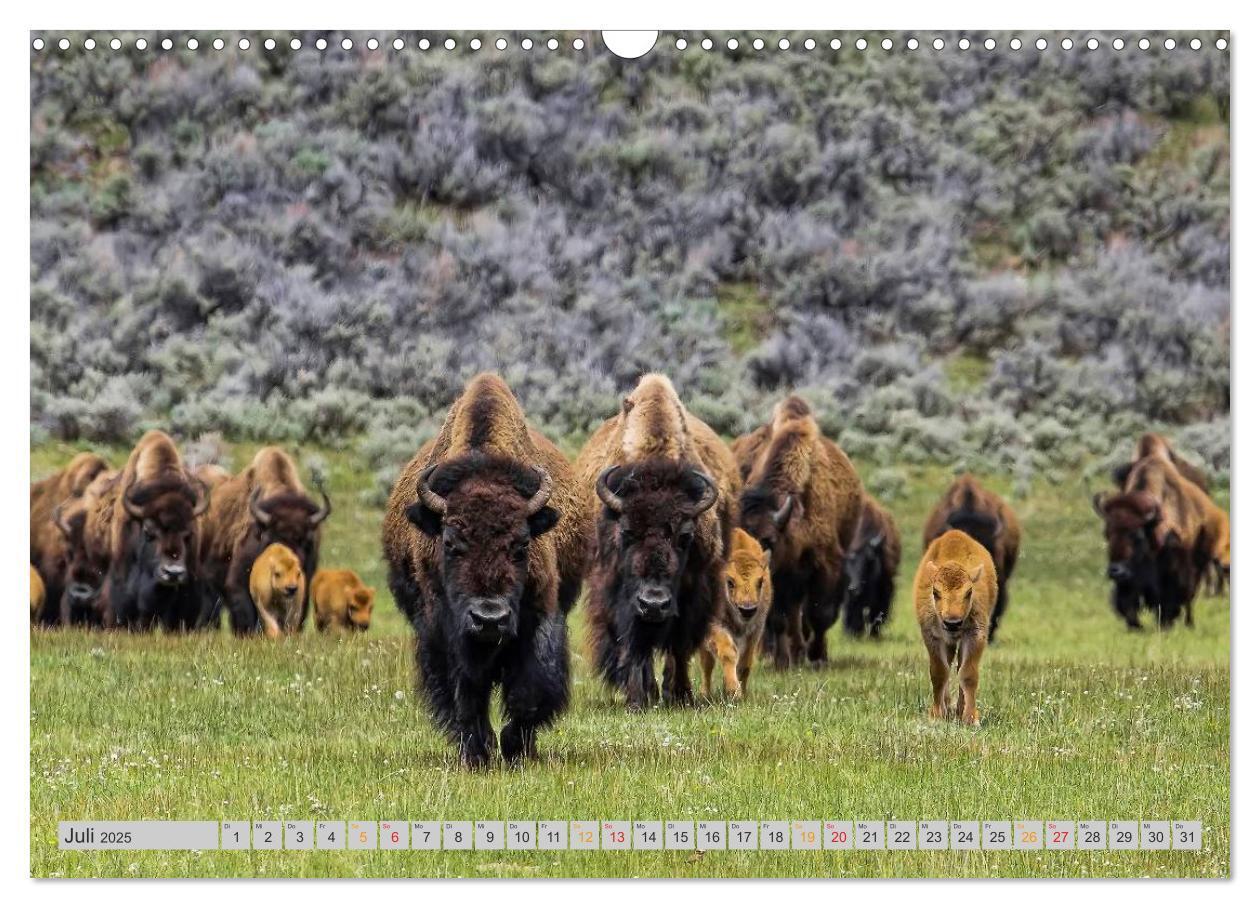 Bild: 9783435580149 | Bison und Wisent - Riesen mit unbändiger Kraft (Wandkalender 2025...