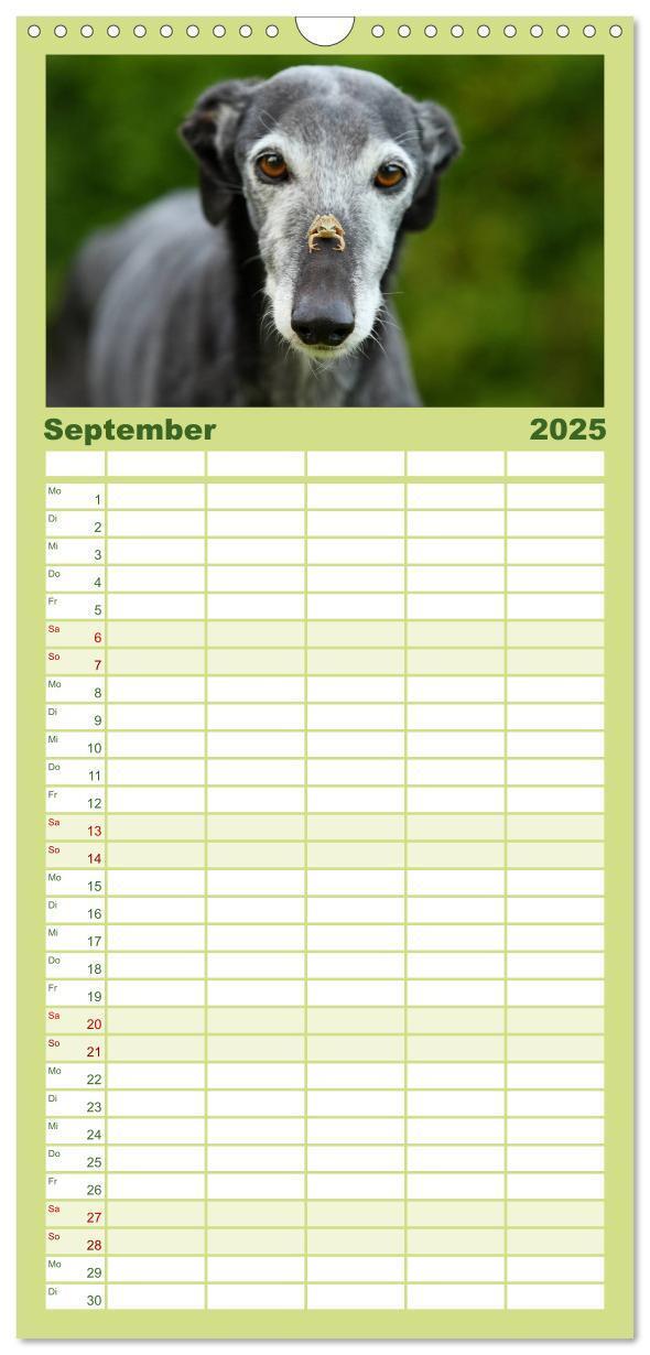 Bild: 9783457112526 | Familienplaner 2025 - Der Windhundekalender mit 5 Spalten...