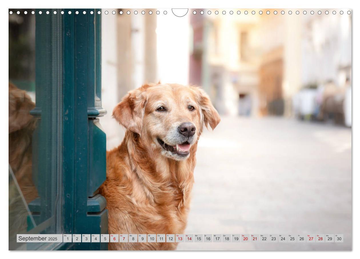 Bild: 9783435178087 | Golden Retriever Hailey Fotokalender (Wandkalender 2025 DIN A3...