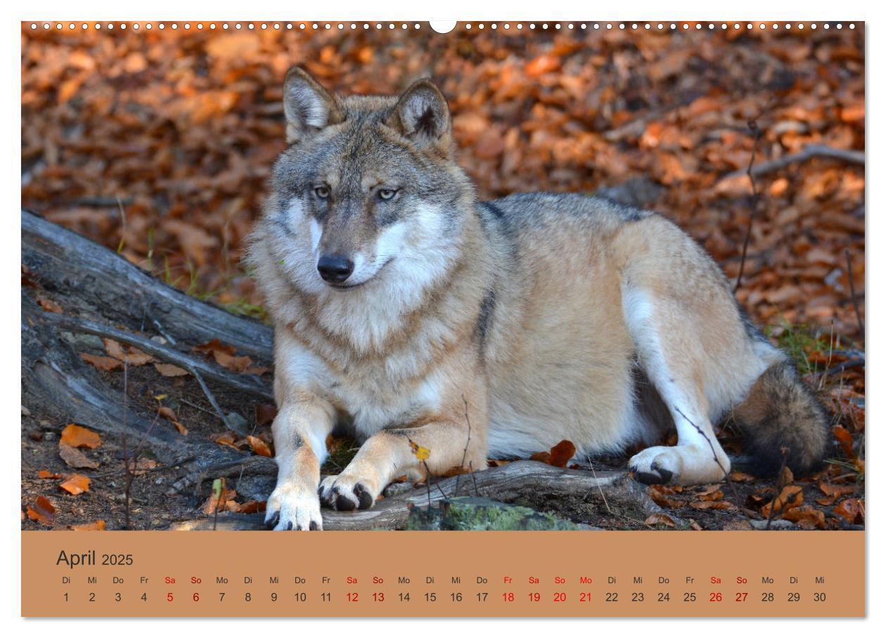 Bild: 9783435392995 | Begegnungen DER WOLF (Wandkalender 2025 DIN A2 quer), CALVENDO...