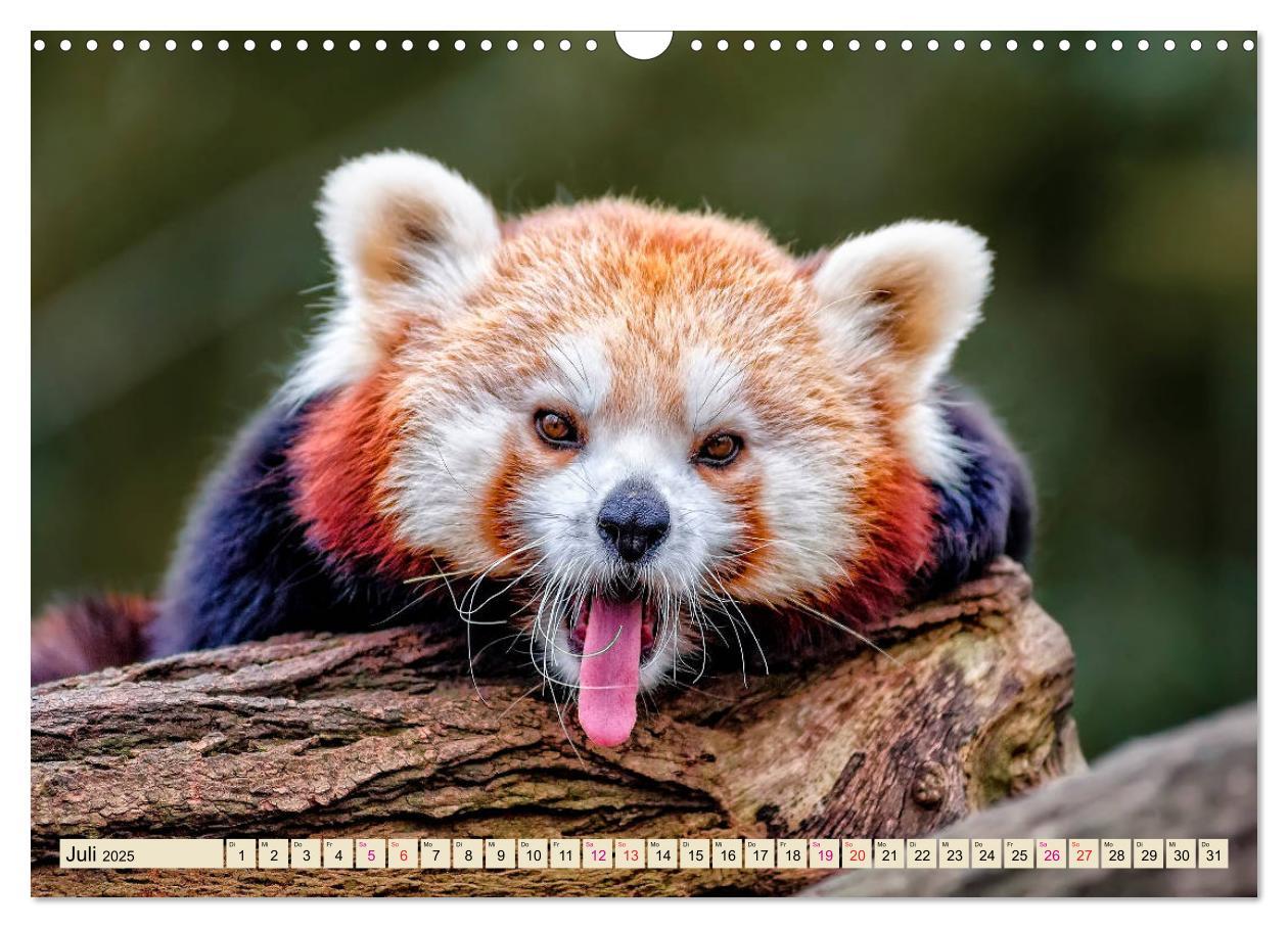 Bild: 9783435436965 | Kleiner Panda (Wandkalender 2025 DIN A3 quer), CALVENDO Monatskalender