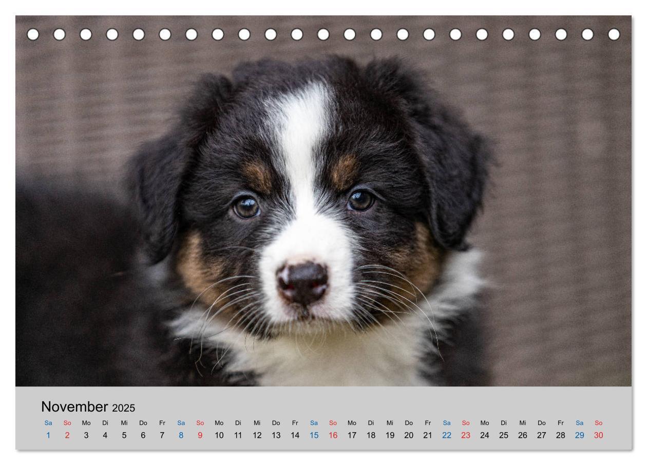 Bild: 9783435150335 | Australian Shepherd Welpen 2025 (Tischkalender 2025 DIN A5 quer),...