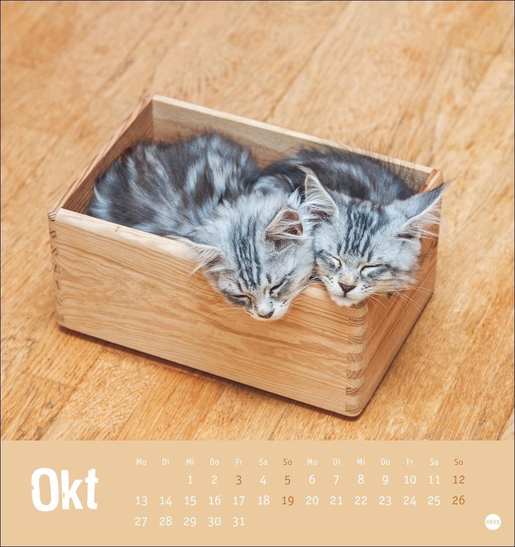 Bild: 9783756407088 | Tierisch entspannte Katzen Postkartenkalender 2025 | Heye | Kalender