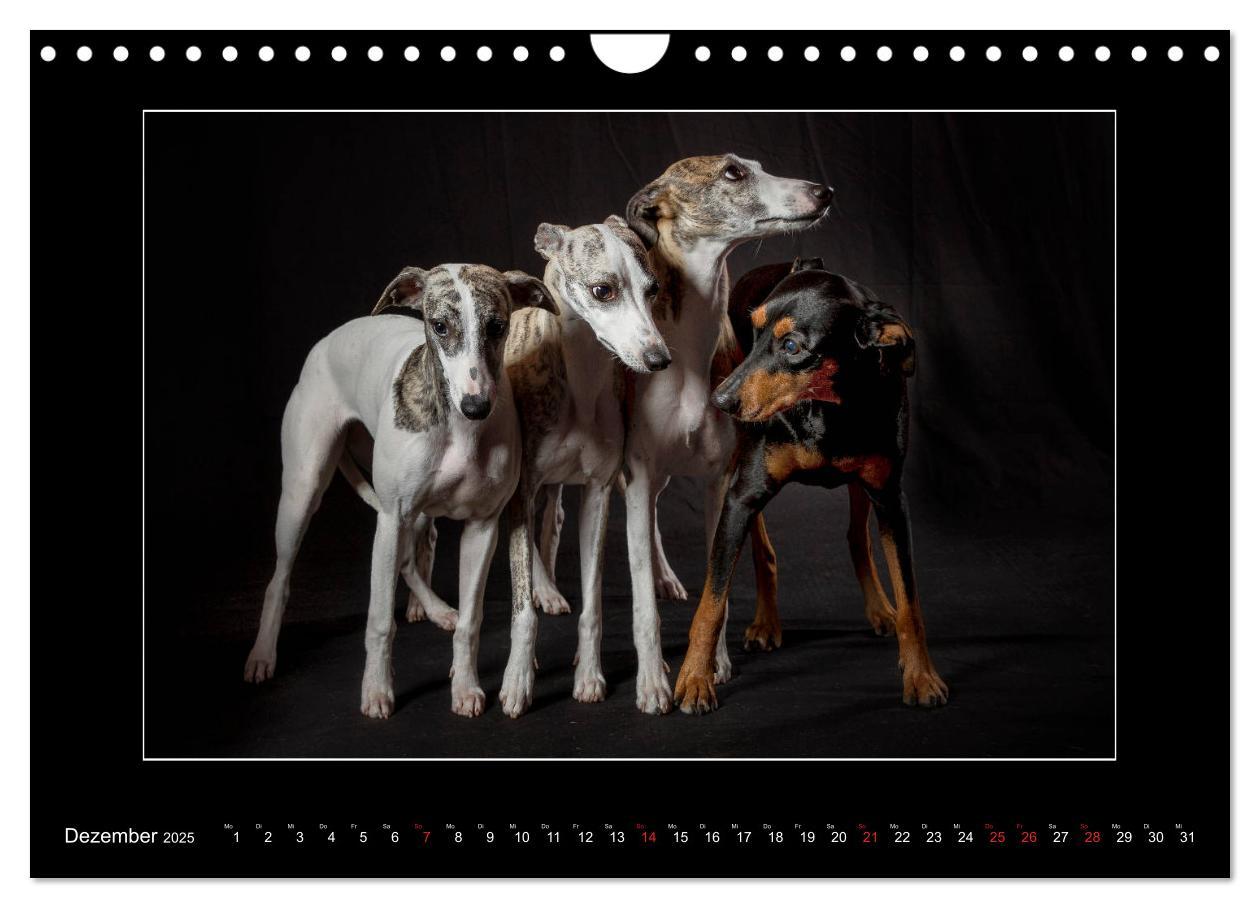 Bild: 9783435177707 | Windhunde - Schnelle Schönheiten (Wandkalender 2025 DIN A4 quer),...