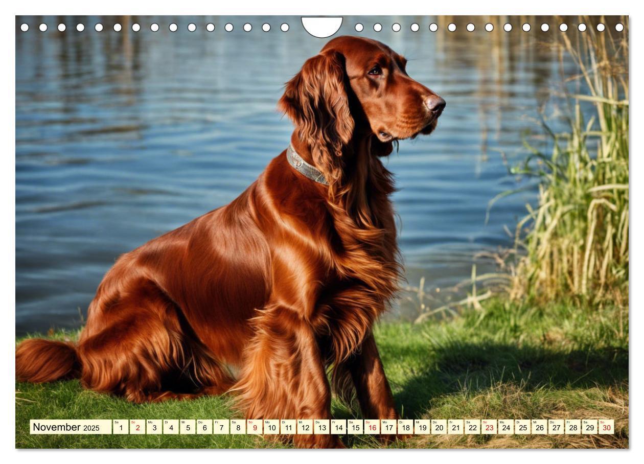 Bild: 9783435010844 | Irish Setter - Anmut pur (Wandkalender 2025 DIN A4 quer), CALVENDO...