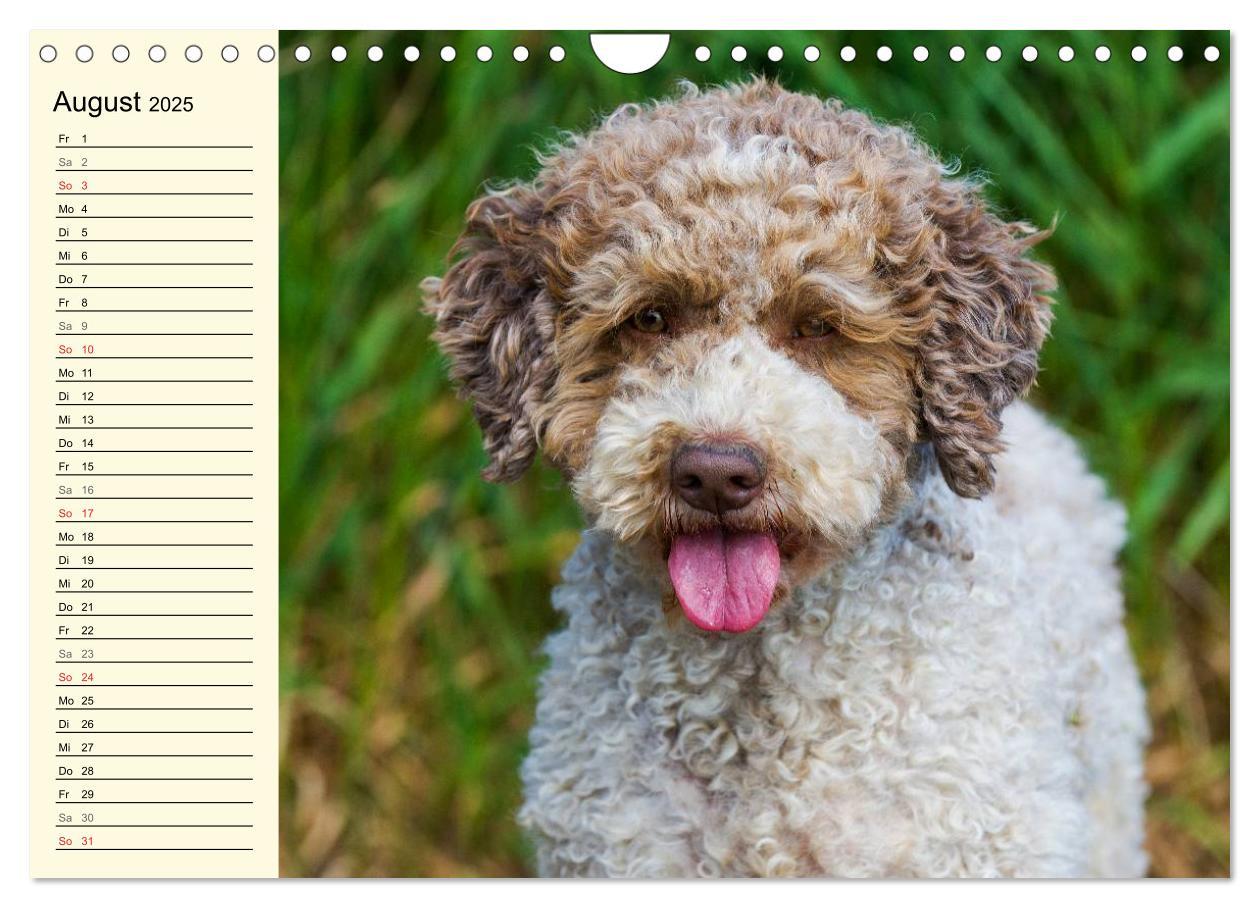 Bild: 9783435545292 | Lagotto Romagnolo - Italienischer Trüffelhund (Wandkalender 2025...