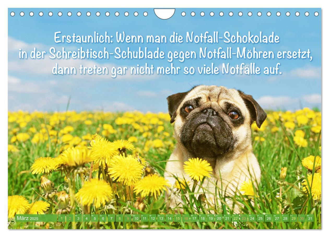 Bild: 9783435061266 | Der Mops: Nicht klein, sondern aufs Wesentliche reduziert. Edition...