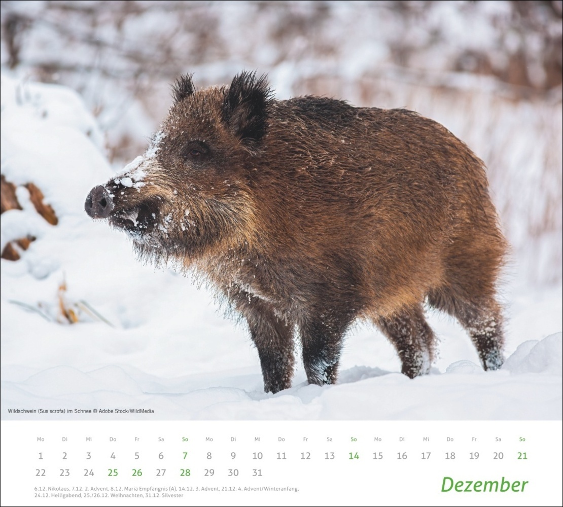 Bild: 9783756406913 | Heimische Tiere Bildkalender 2025 | Kalender | Spiralbindung | 14 S.