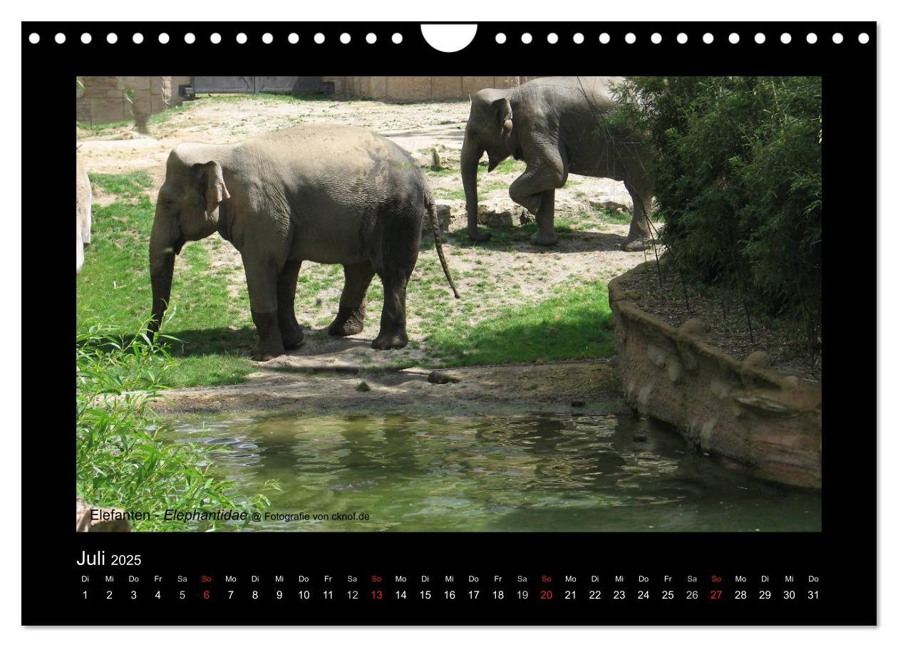 Bild: 9783435786183 | Wildtiere (Wandkalender 2025 DIN A4 quer), CALVENDO Monatskalender