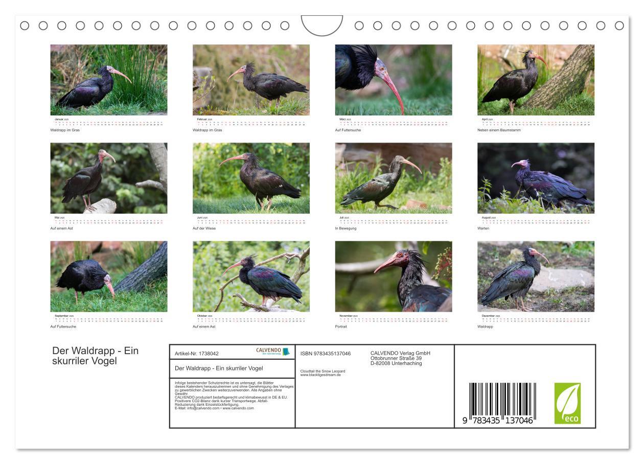 Bild: 9783435137046 | Der Waldrapp - Ein skurriler Vogel (Wandkalender 2025 DIN A4 quer),...