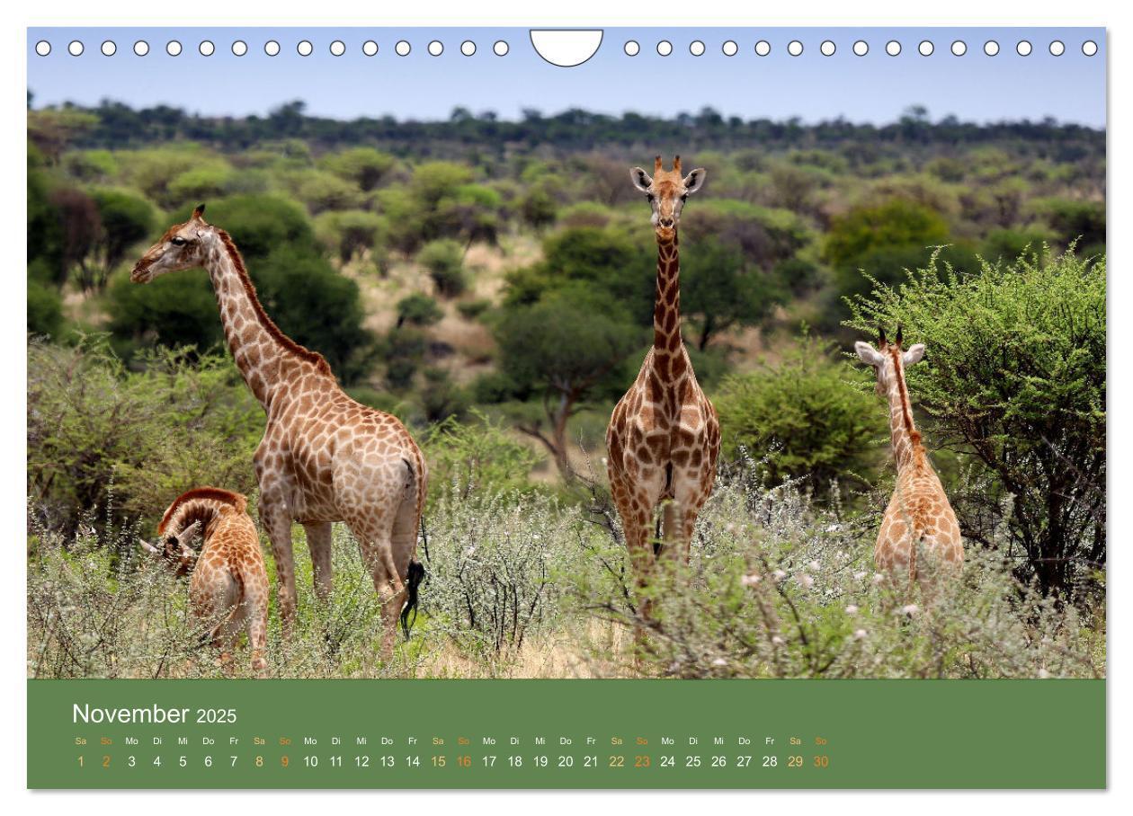 Bild: 9783383931369 | Roadtrip in Namibia (Wandkalender 2025 DIN A4 quer), CALVENDO...