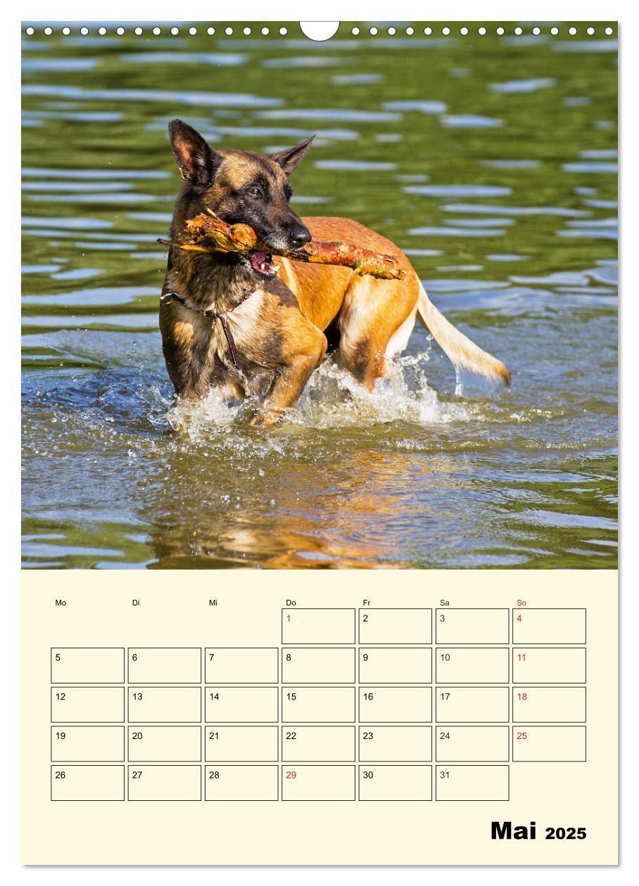 Bild: 9783435958788 | Familienplaner Tausendsassa Malinois (Wandkalender 2025 DIN A3...