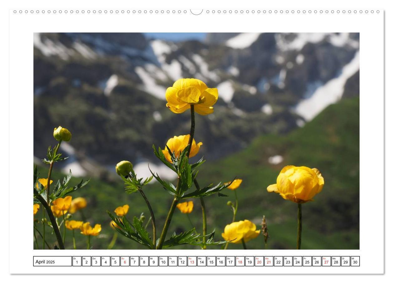 Bild: 9783435598649 | Alpenblumen. Bunte Welt in luftiger Höhe (Wandkalender 2025 DIN A2...