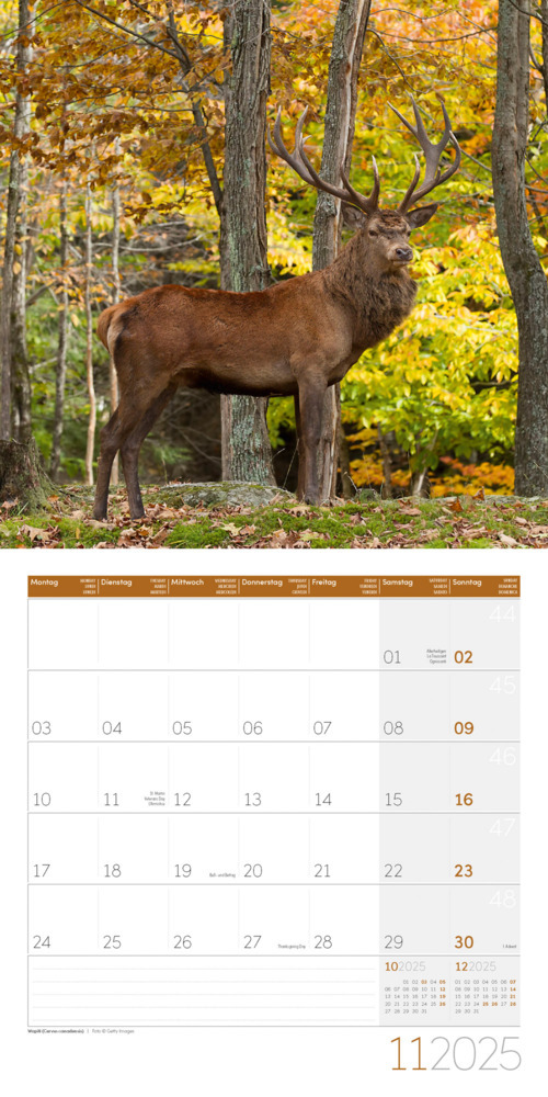 Bild: 9783838445267 | Heimische Wildtiere Kalender 2025 - 30x30 | Ackermann Kunstverlag