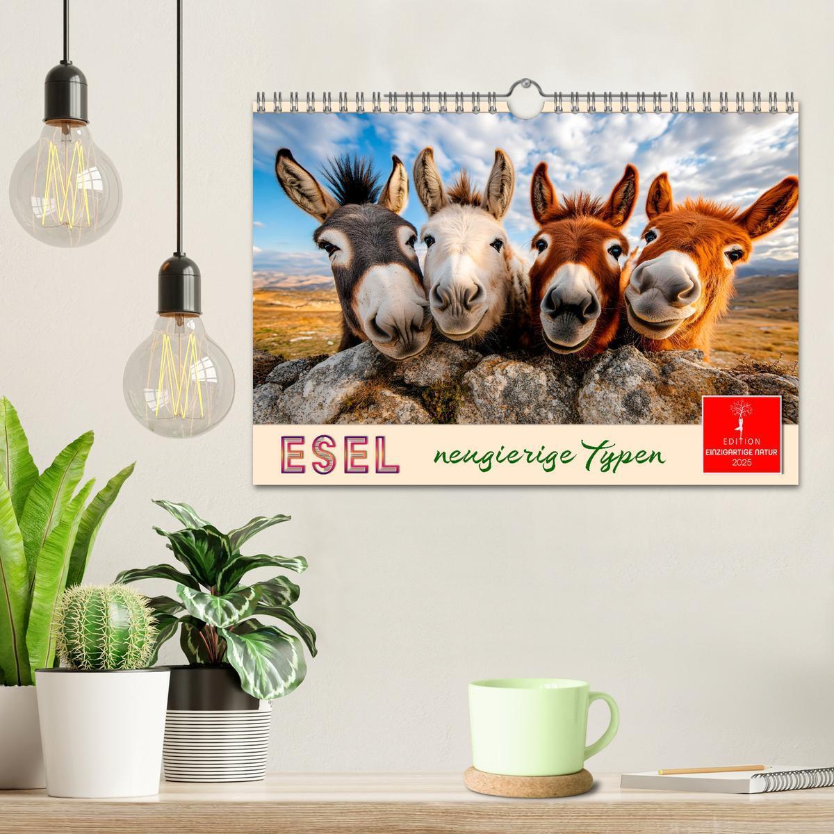 Bild: 9783457215111 | Esel - neugierige Typen (Wandkalender 2025 DIN A4 quer), CALVENDO...