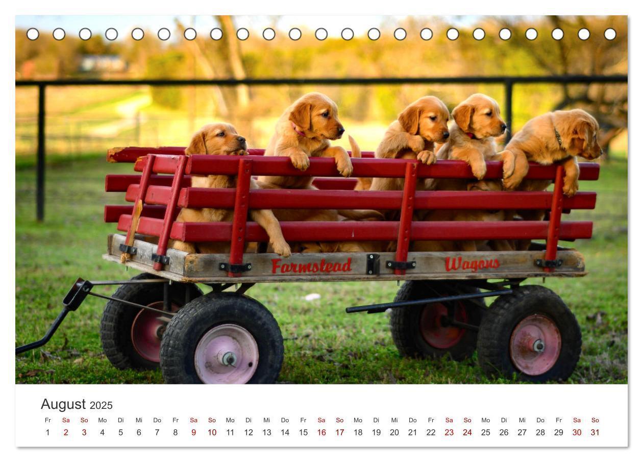 Bild: 9783383941504 | Golden Retriever - Die treuen Begleiter. (Tischkalender 2025 DIN A5...