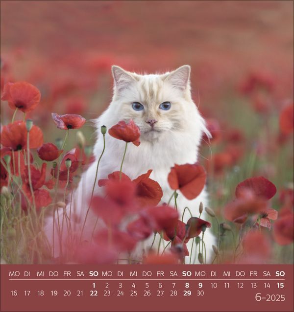 Bild: 9783731876724 | Schmusekatzen 2025 | aufstellbarer Postkartenkalender | Korsch Verlag