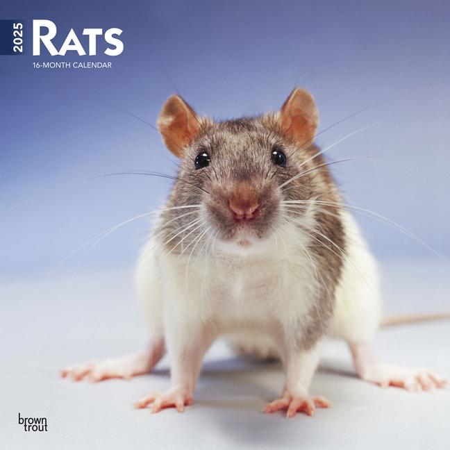 Cover: 9781975477615 | Rats 2025 12 X 24 Inch Monthly Square Wall Calendar Plastic-Free