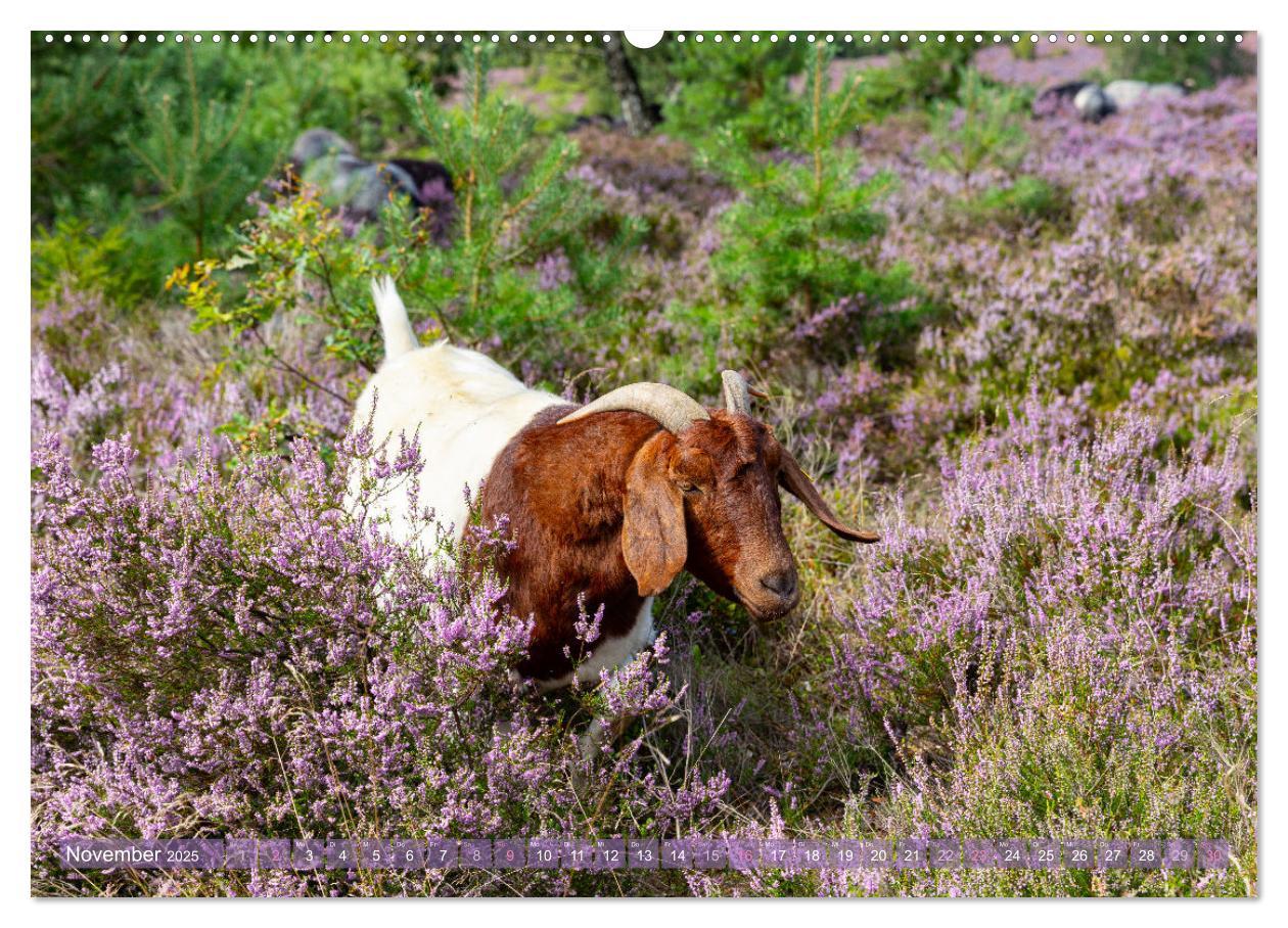 Bild: 9783383831324 | Im Blütenrausch der Lüneburger Heide (Wandkalender 2025 DIN A2...