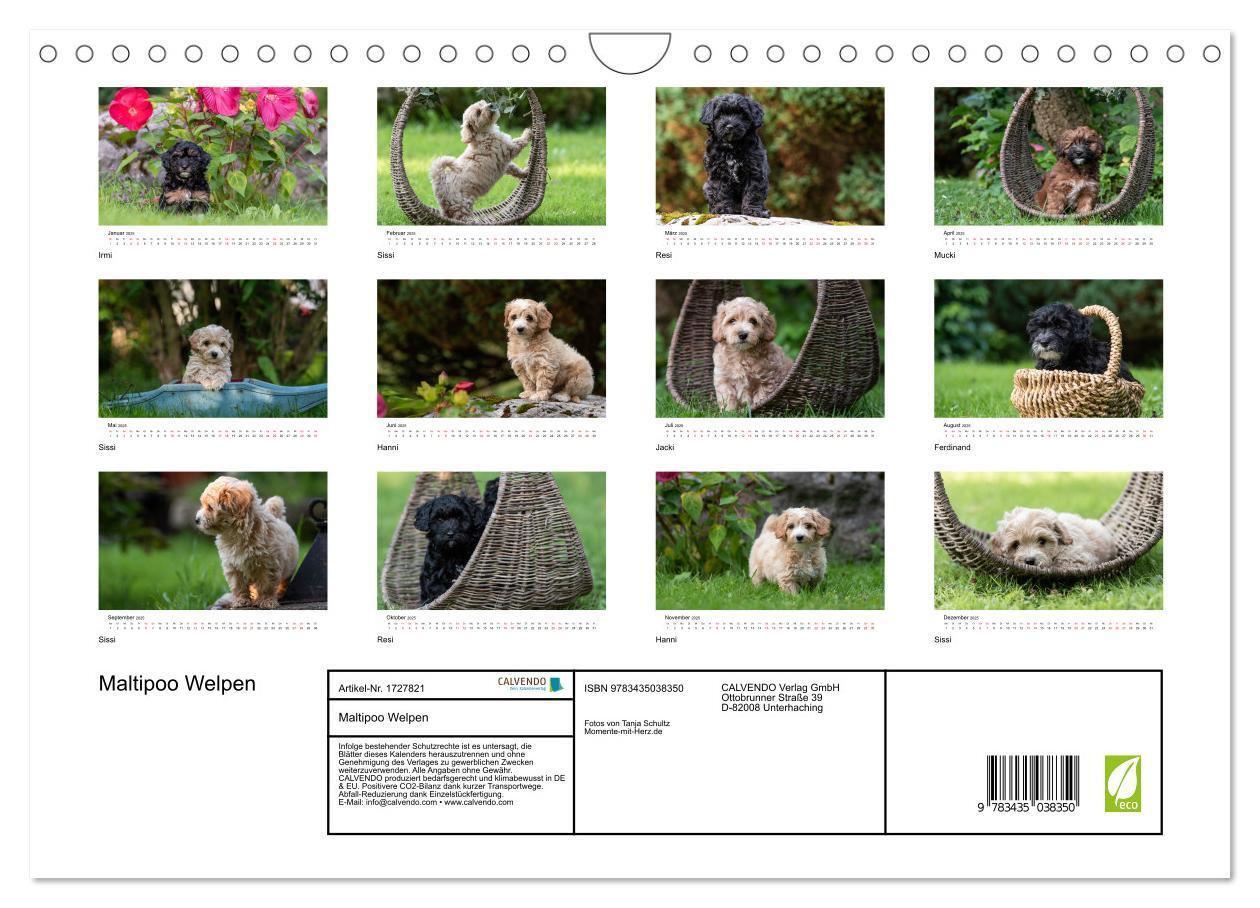 Bild: 9783435038350 | Maltipoo Welpen (Wandkalender 2025 DIN A4 quer), CALVENDO...