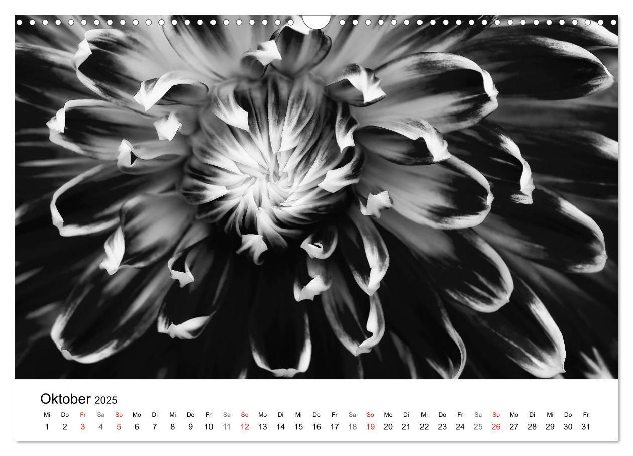 Bild: 9783435642892 | Blumen 2025, Schwarz-Weiß (Wandkalender 2025 DIN A3 quer), CALVENDO...