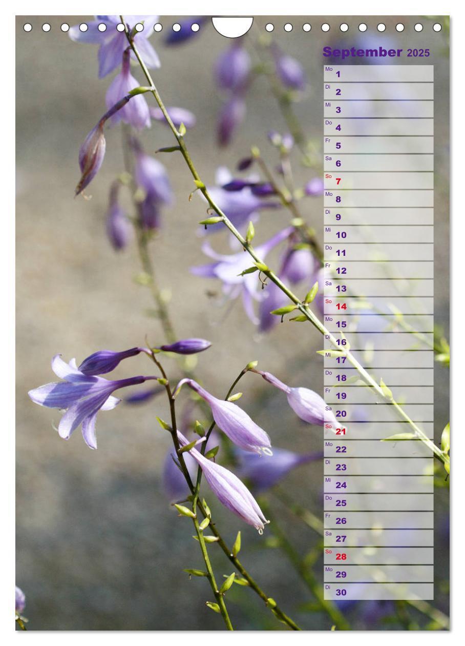 Bild: 9783435974887 | Hostas Herzblattlilien Funkien (Wandkalender 2025 DIN A4 hoch),...