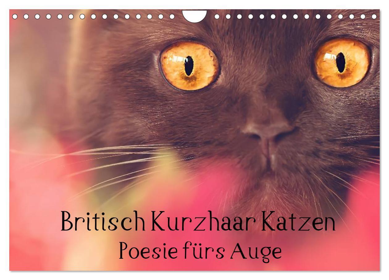 Cover: 9783435482917 | Britisch Kurzhaar Katzen - Poesie fürs Auge (Wandkalender 2025 DIN...