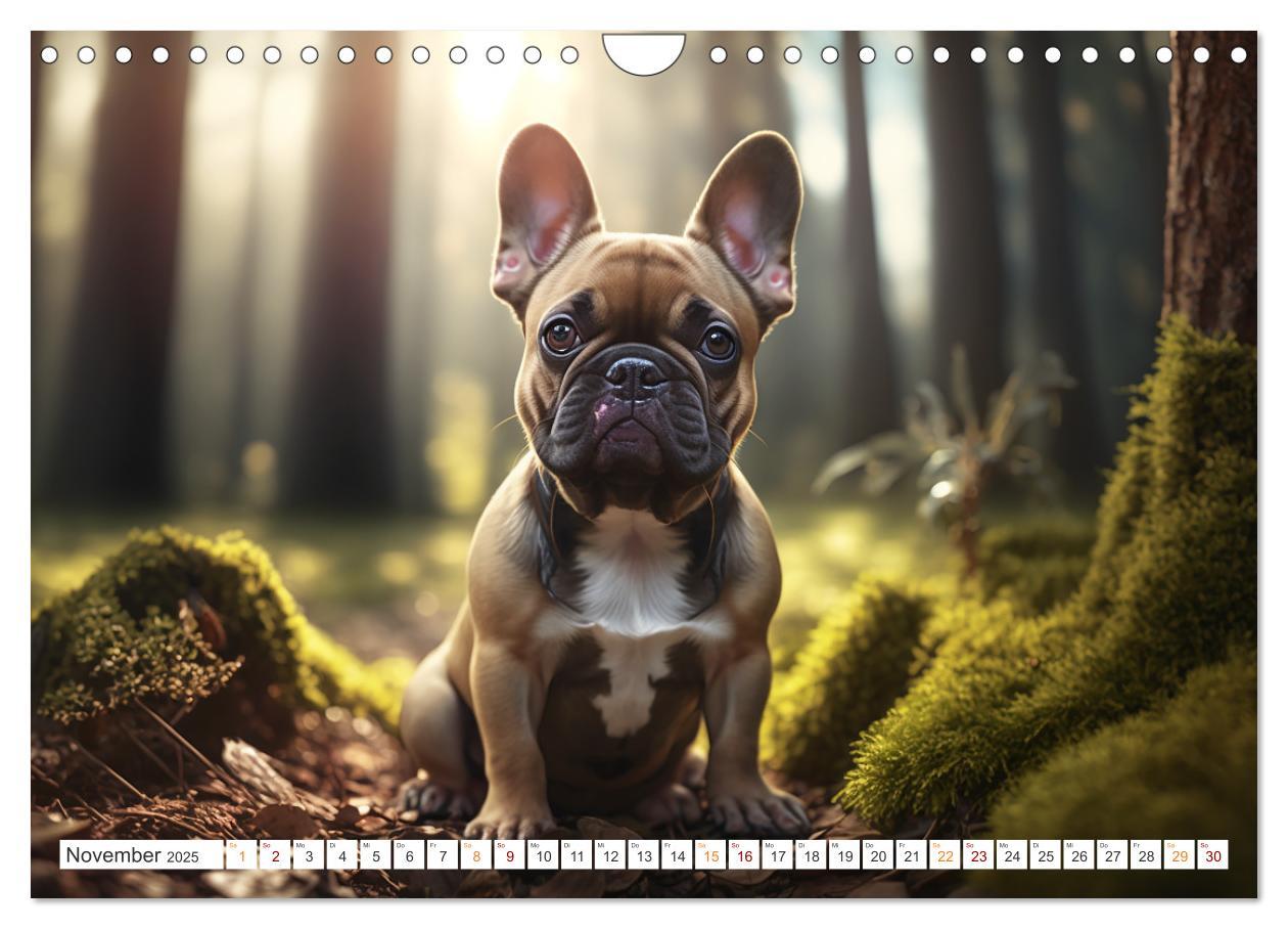 Bild: 9783383869181 | Französische Bulldoggen (Wandkalender 2025 DIN A4 quer), CALVENDO...