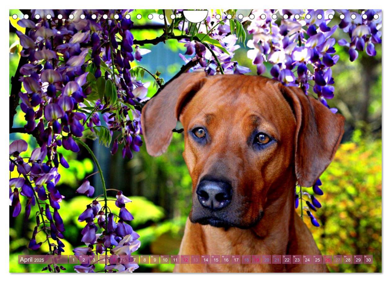 Bild: 9783435369614 | Rhodesian Ridgeback - Moments (Wandkalender 2025 DIN A4 quer),...