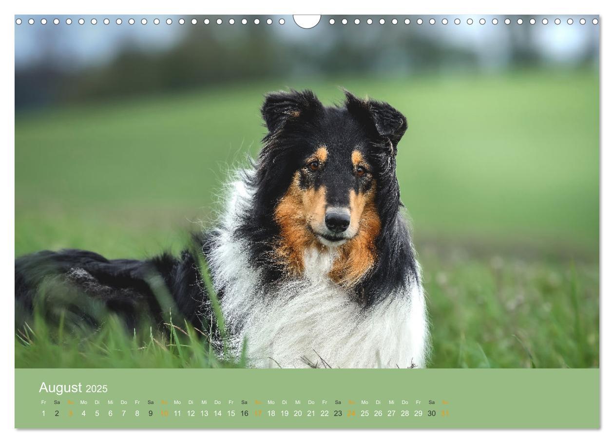 Bild: 9783435018598 | Der Collie der beste Hund der Welt (Wandkalender 2025 DIN A3 quer),...