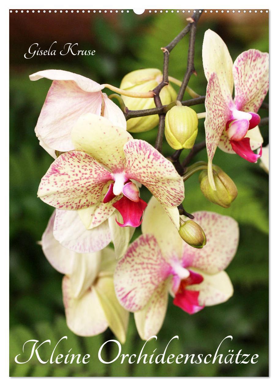 Cover: 9783435942480 | Kleine Orchideenschätze (Wandkalender 2025 DIN A2 hoch), CALVENDO...