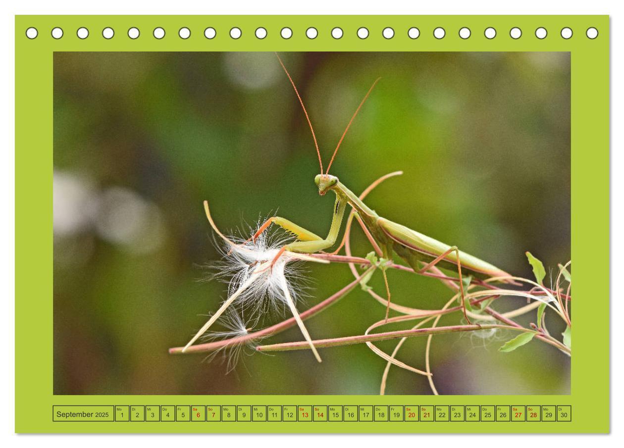 Bild: 9783435149483 | Die Gottesanbeterin Mantis Religiosa (Tischkalender 2025 DIN A5...